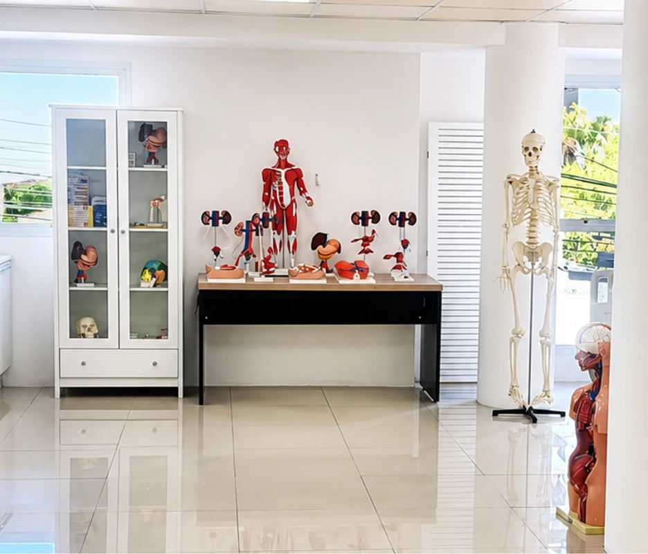 Modelos didáticos do laboratório de anatomia