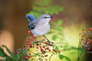 Pós-Graduação em ECOLOGIA E BIODIVERSIDADE